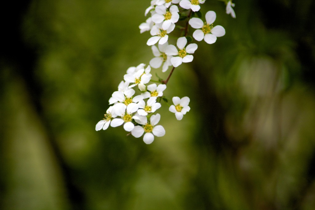 sakura 8